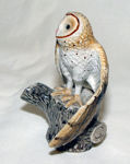 Picture of Barn Owl