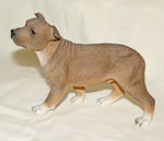 Picture of Staffordshire Bull Terrier Dog