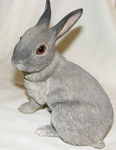 Immagine di Grey Rabbit - Lying
