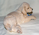 Picture of Honey - Golden Retriever with Shoe