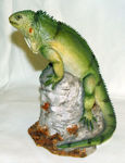 Picture of Iguana