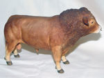 Picture of Limousin Bull