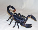 Picture of Scorpion