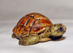 Immagine di Turtle