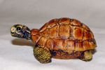 Immagine di Turtle