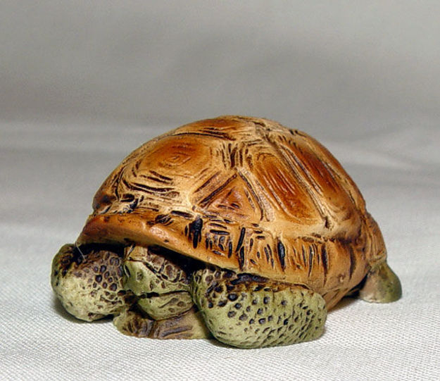 Immagine di Turtle in shell