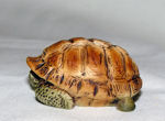 Immagine di Turtle in shell