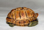 Immagine di Turtle in shell