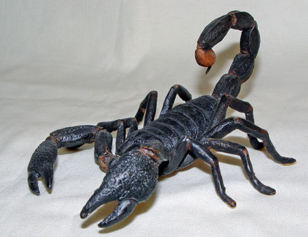 Picture for category Insects, arachnids & gastropods