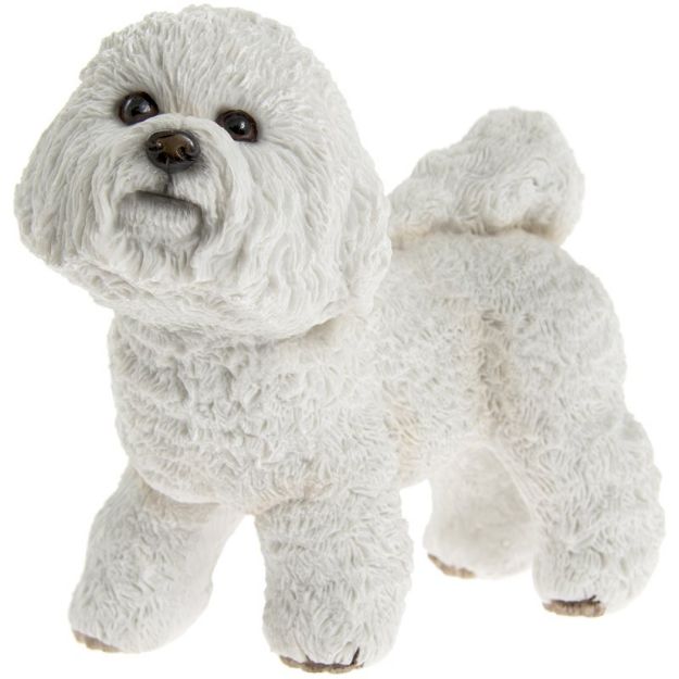 Picture of BICHON FRISE