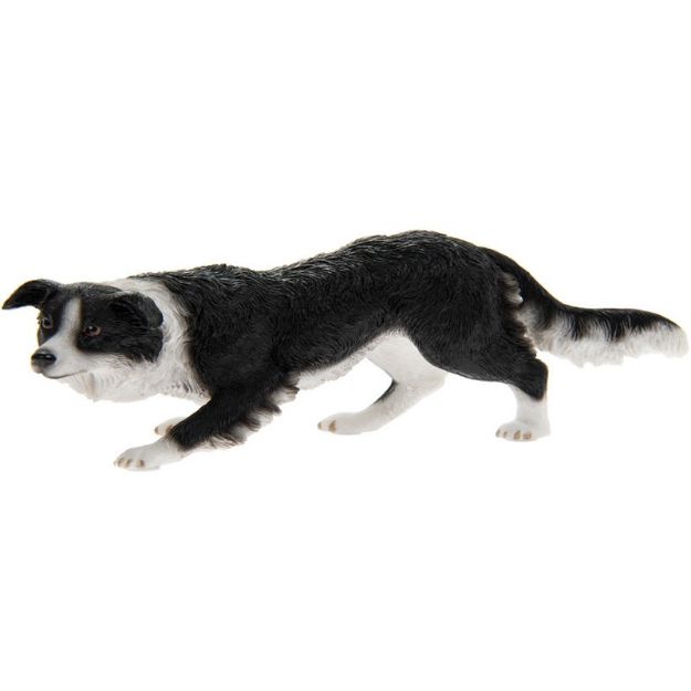 Picture of BORDER COLLIE BLACK & WHITE