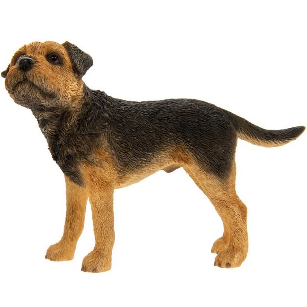 Picture of BORDER TERRIER