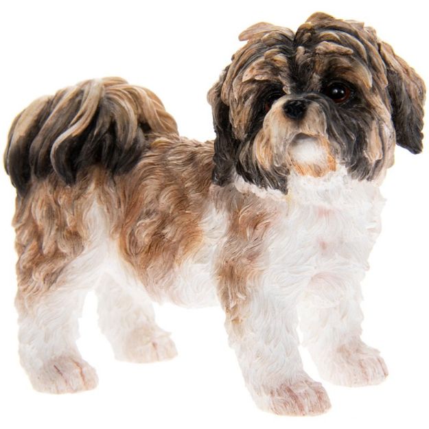 Picture of BROWN & WHITE SHIHTZU