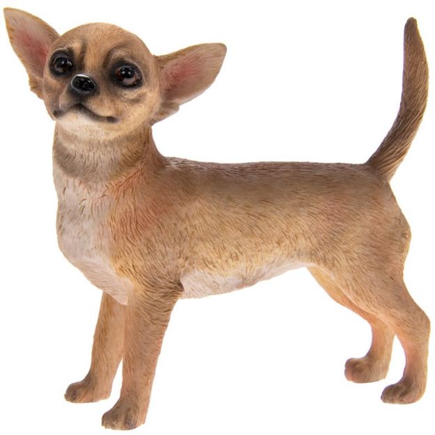 Picture of CHIHUAHUA