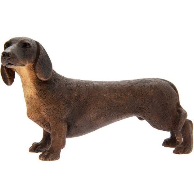 Picture of DACHSHUNDS