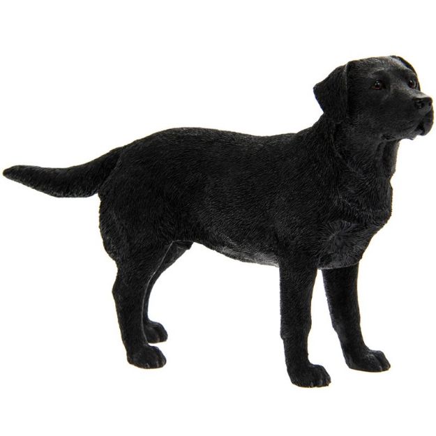 Picture of LABRADOR BLACK