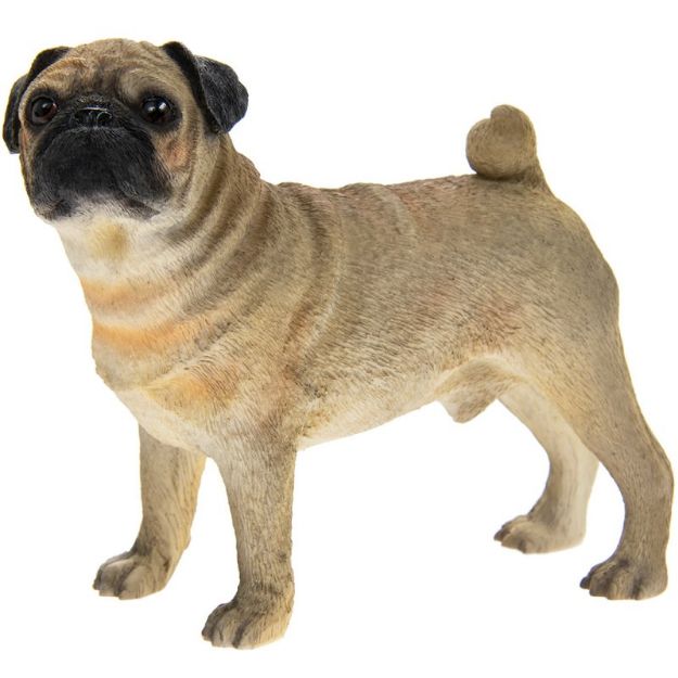 Picture of PUG