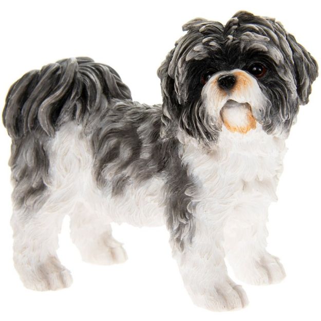 Picture of SHIHTZU BLACK & WHITE