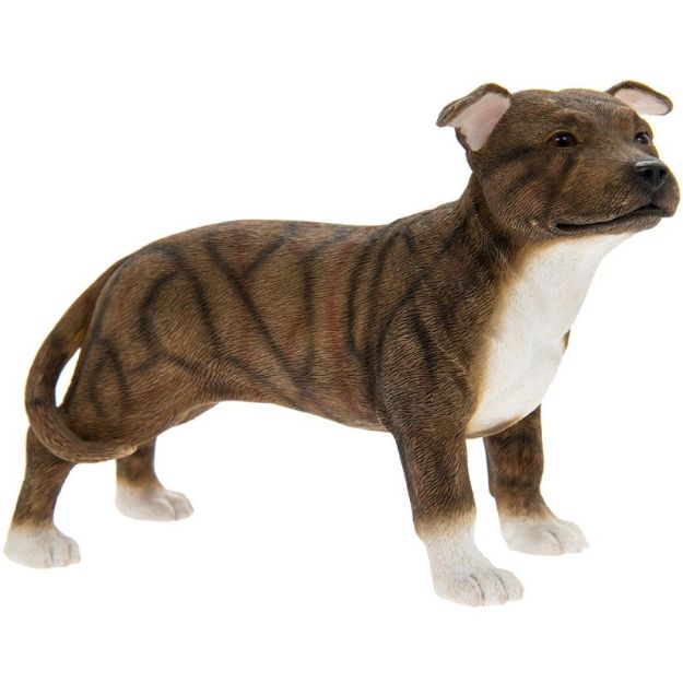 Picture of STAFF BULL TERRIER DARK BR