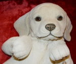 Immagine di Labrador Playing