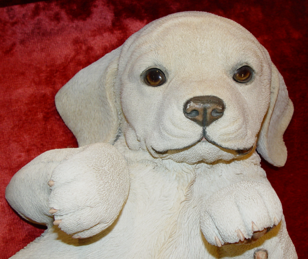 Immagine di Labrador Playing
