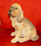 Image de Bloodhound sitting