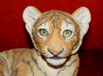 Immagine di Tiger Cup - Young & contented Lying