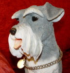 Immagine di Schnauzer