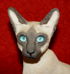 Immagine di Siamese Cat