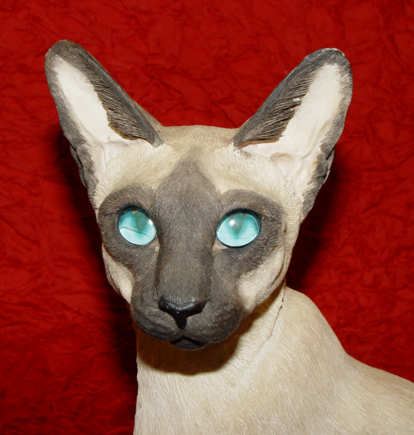 Immagine di Siamese Cat