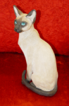 Immagine di Siamese Cat