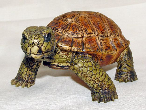 Immagine di Turtle