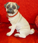 Immagine di Pug