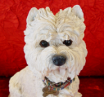 Picture of Westie