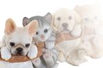 Picture of FIGURE RESIN DOG   